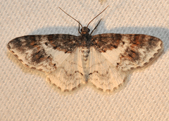 Hydrelia lucata