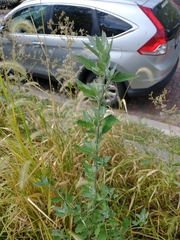 Chenopodium album