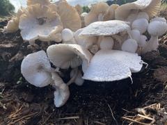 Leucocoprinus cretaceus
