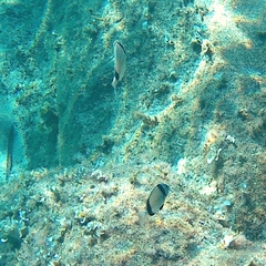 Diplodus vulgaris