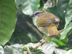 Arremonops conirostris