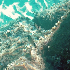 Diplodus vulgaris