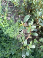 Schizocerella pilicornis