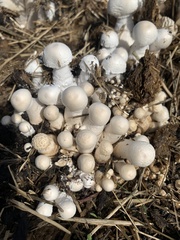 Leucocoprinus cretaceus
