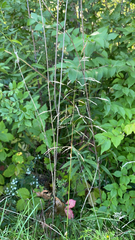 Bromus inermis