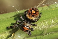 Phidippus regius
