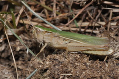 Chorthippus albomarginatus