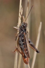 Omocestus haemorrhoidalis
