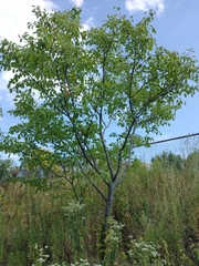 Amelanchier arborea