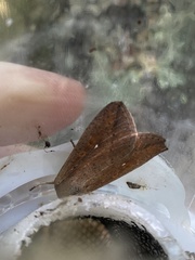 Mythimna unipuncta