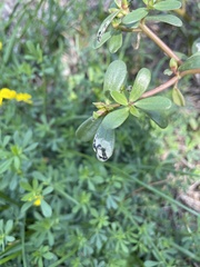 Schizocerella pilicornis