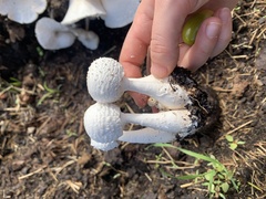 Leucocoprinus cretaceus