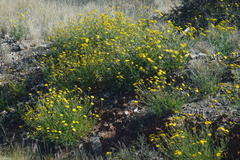 Osteospermum microcarpum