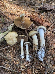 Cortinarius infractus