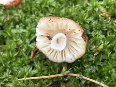 Russula decolorans