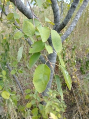 Amelanchier arborea
