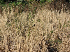 Hymenops perspicillatus