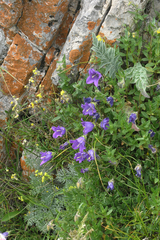 Campanula tridentata