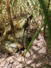 Incilius alvarius