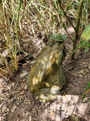 Incilius alvarius