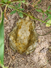 Incilius alvarius