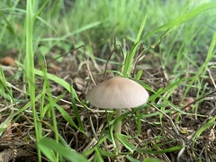 Parasola conopilea