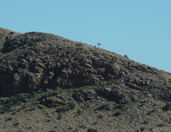 Aloidendron dichotomum