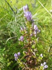 Gentianella quinquefolia