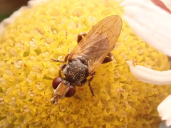 Thecophora