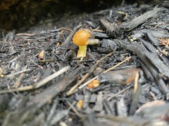 Pholiotina rugosa