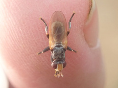Thecophora
