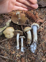 Cortinarius infractus