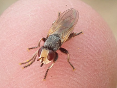 Thecophora