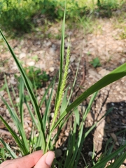 Setaria leucopila
