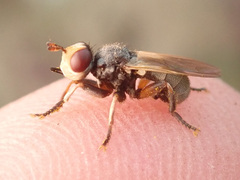 Thecophora