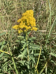 Solidago altissima