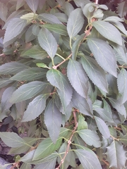 Forsythia × intermedia