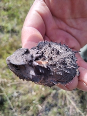 Phrynosoma orbiculare