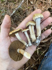 Cortinarius infractus