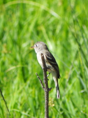 Empidonax minimus
