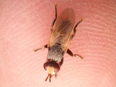 Thecophora
