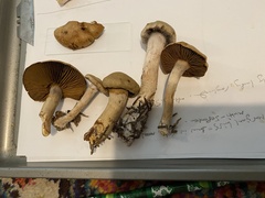 Cortinarius infractus