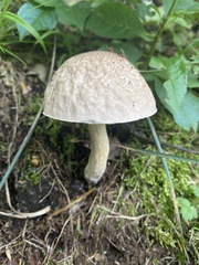 Leccinellum albellum