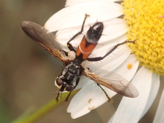 Cylindromyia intermedia