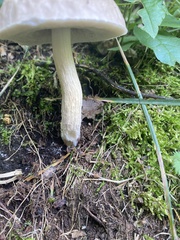 Leccinellum albellum