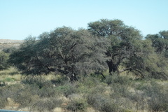 Vachellia erioloba