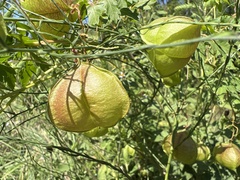 Cardiospermum halicacabum