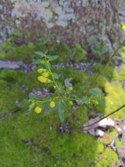 Aureolaria levigata