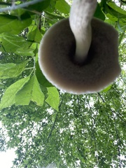 Leccinellum albellum