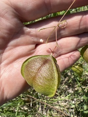 Cardiospermum halicacabum